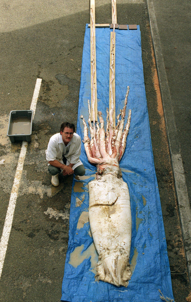 A man crouching next to a squid extended along a plastic cover in a field