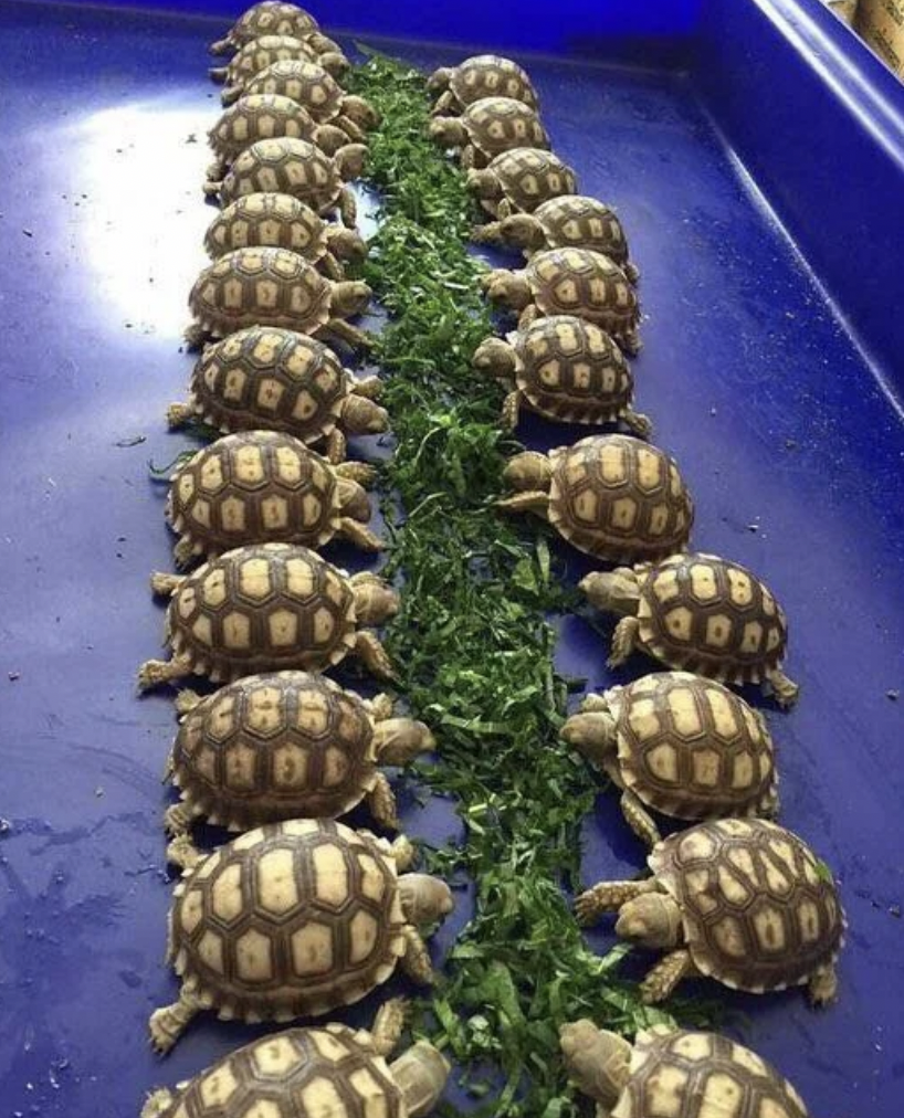 Yep, they&#x27;re turtles