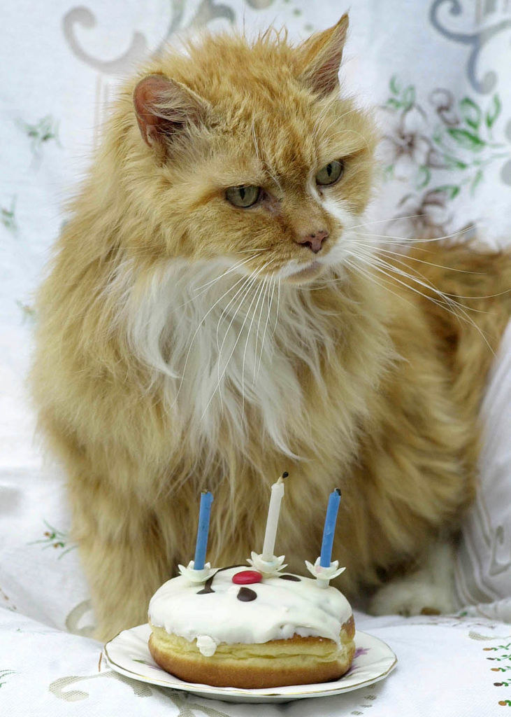 A long-haired ginger tabby in front of a small pastry with frosting and three unlit candles