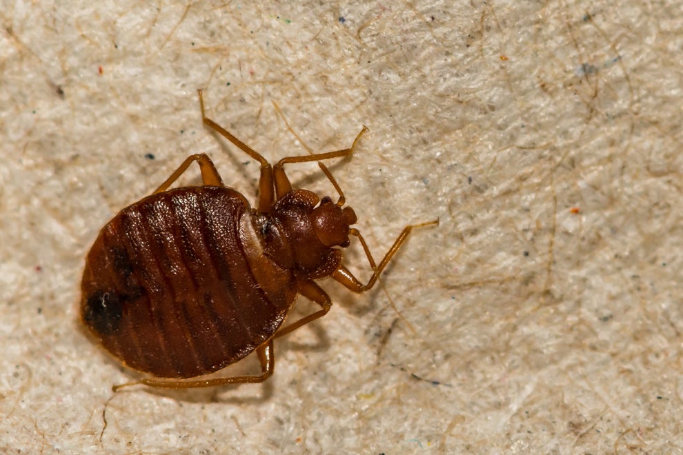 A Hospitality Expert Is Sharing How To Check Your Hotel Room For Bed Bugs