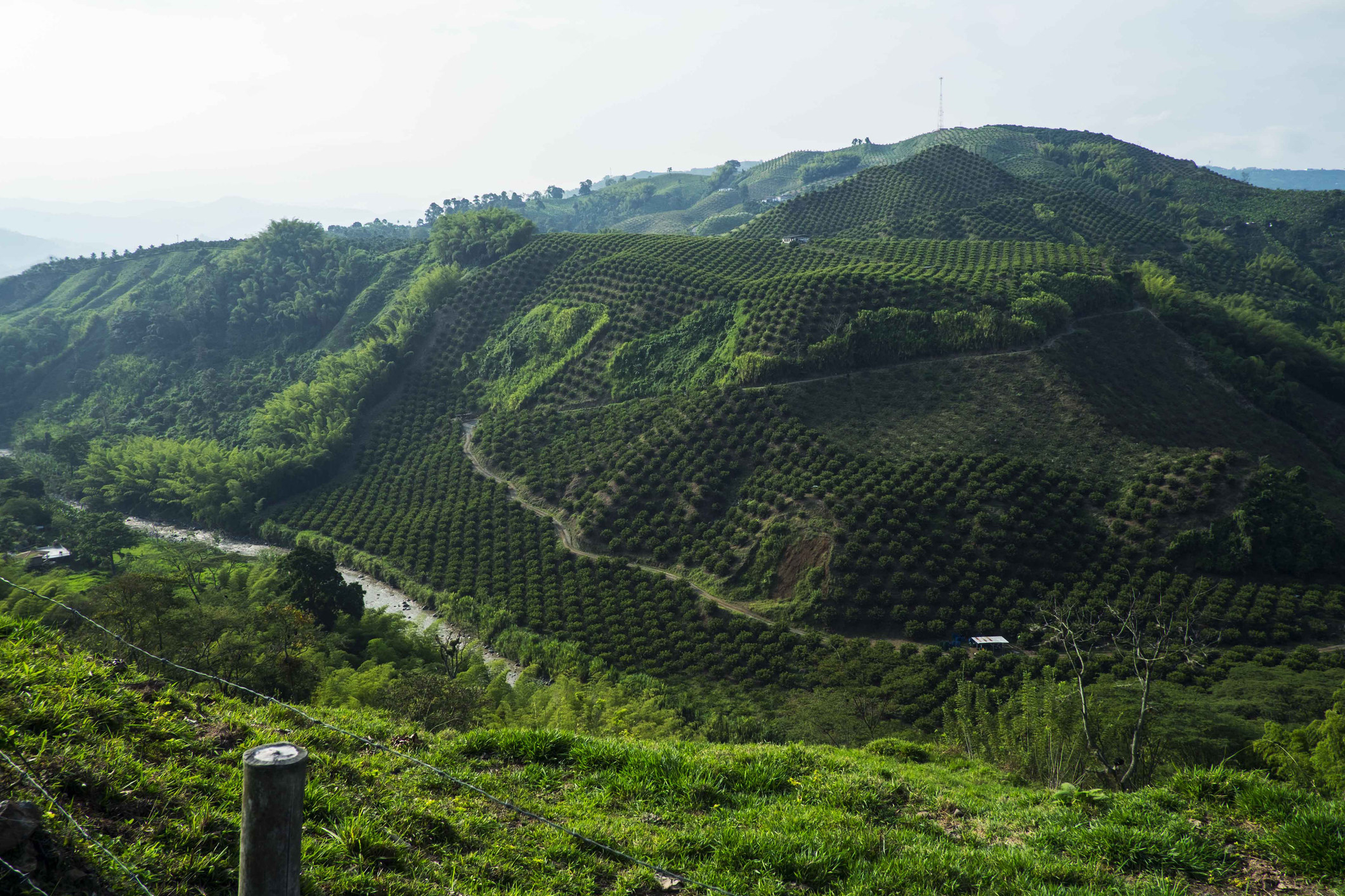 The Coffee Triangle in Colombia