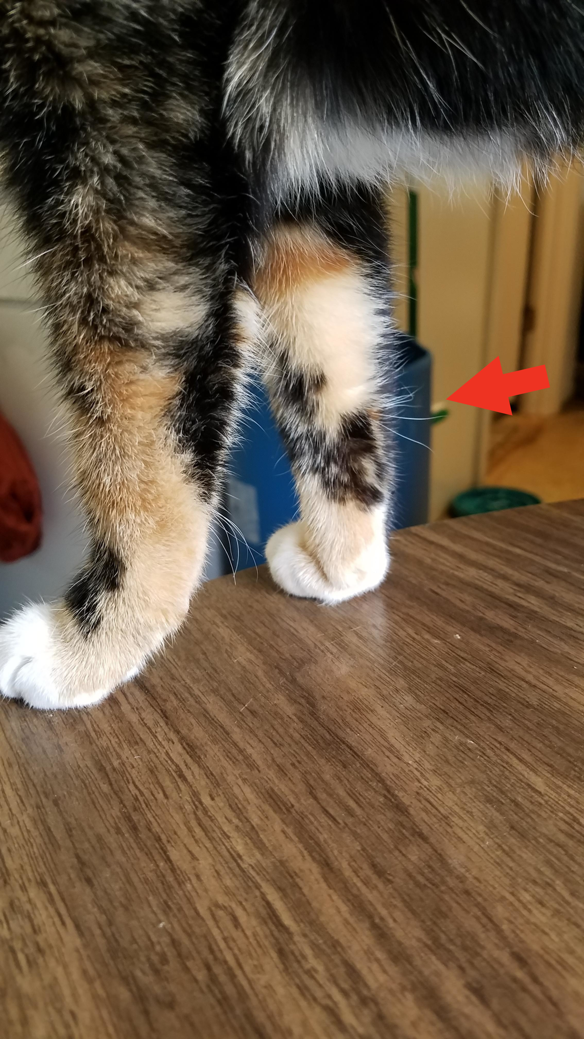 Longer hairs at the back of a cat&#x27;s leg