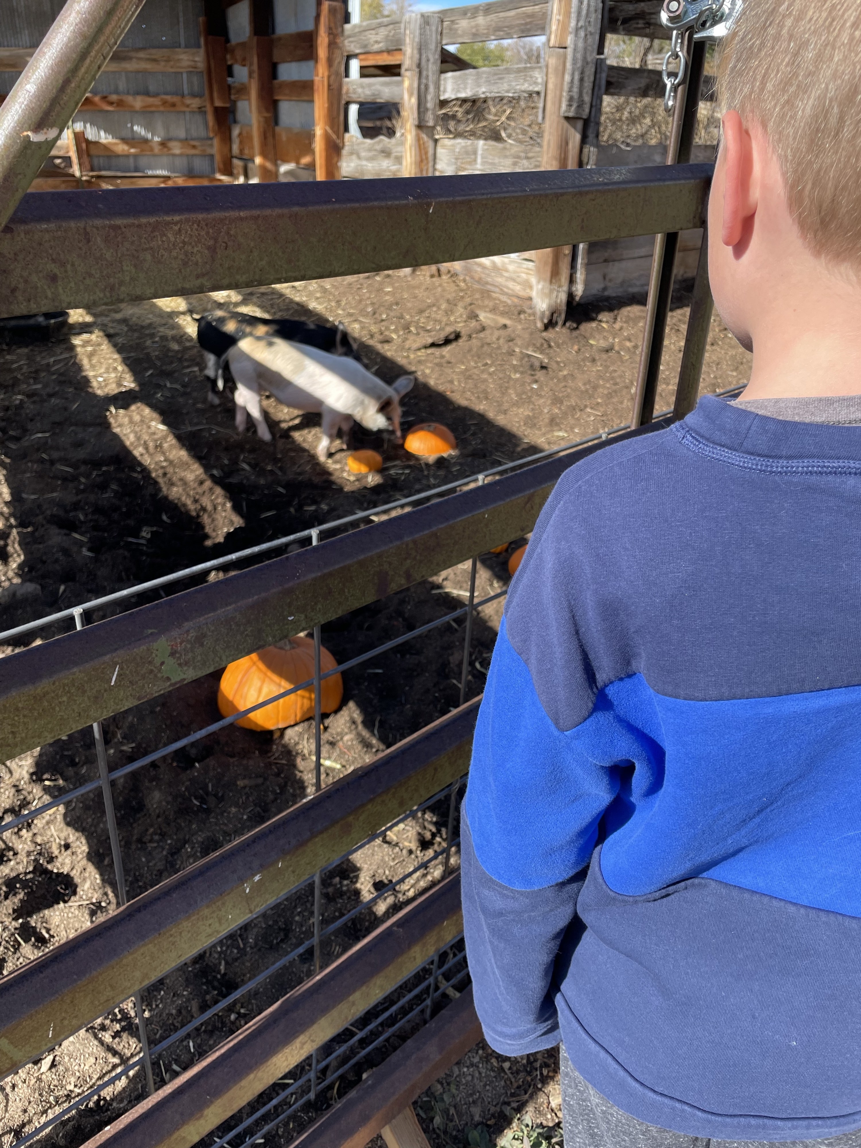 the author&#x27;s son watching pigs eat pumpkins