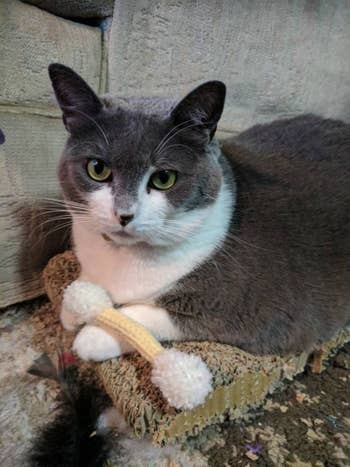 a cat with a yellow cotton swab-shaped toy