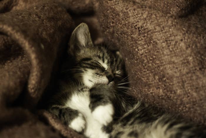 A closeup of a cute tabby kitten sleeping comfortably on a couch