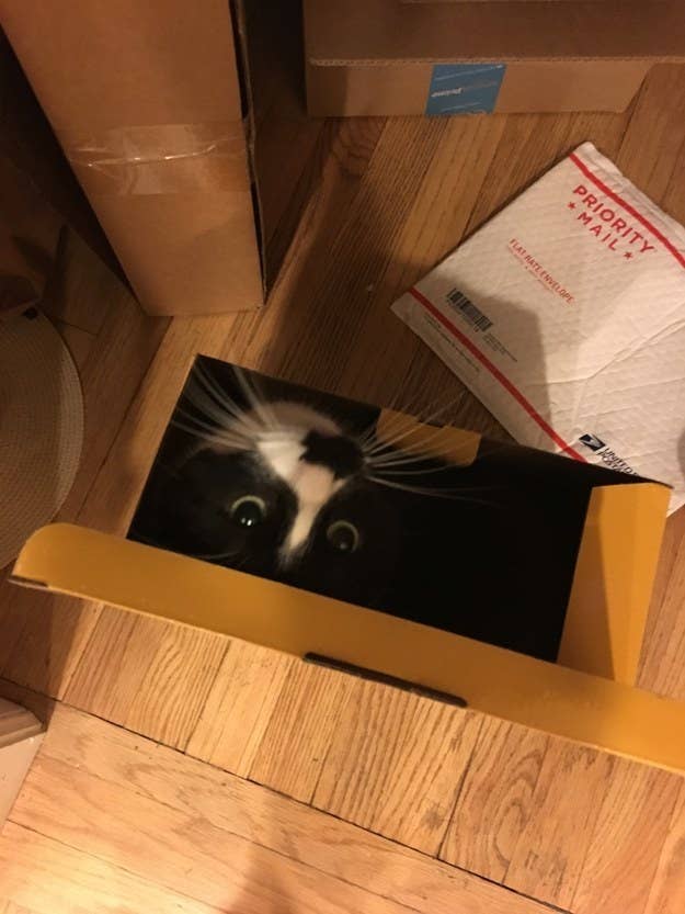 Cat staring out of a box