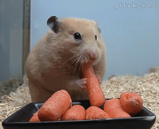 A hamster eating baby carrots