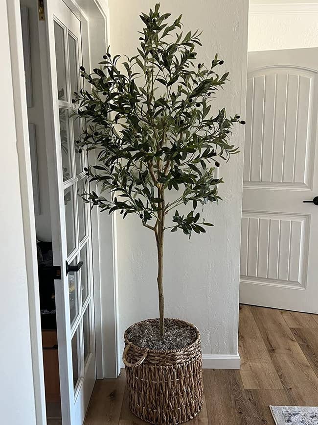Reviewer's artificial olive tree is shown
