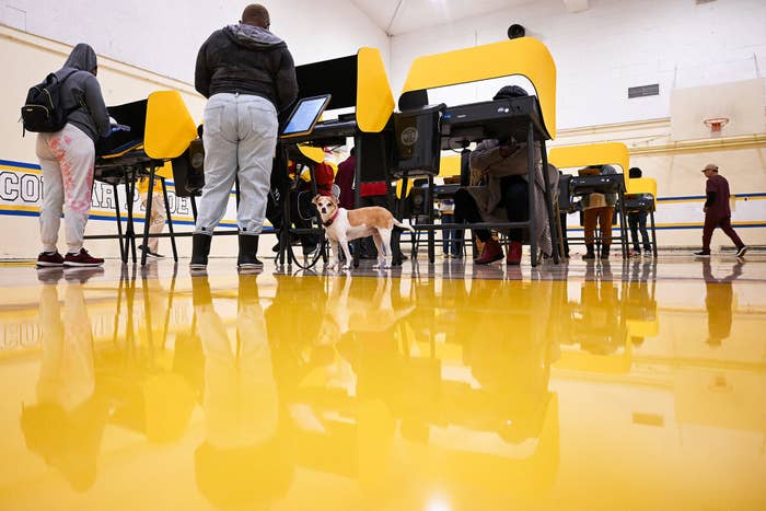 A polling station with a yellow floor. As people vote at their individual booths, a little brown and white dog looks on