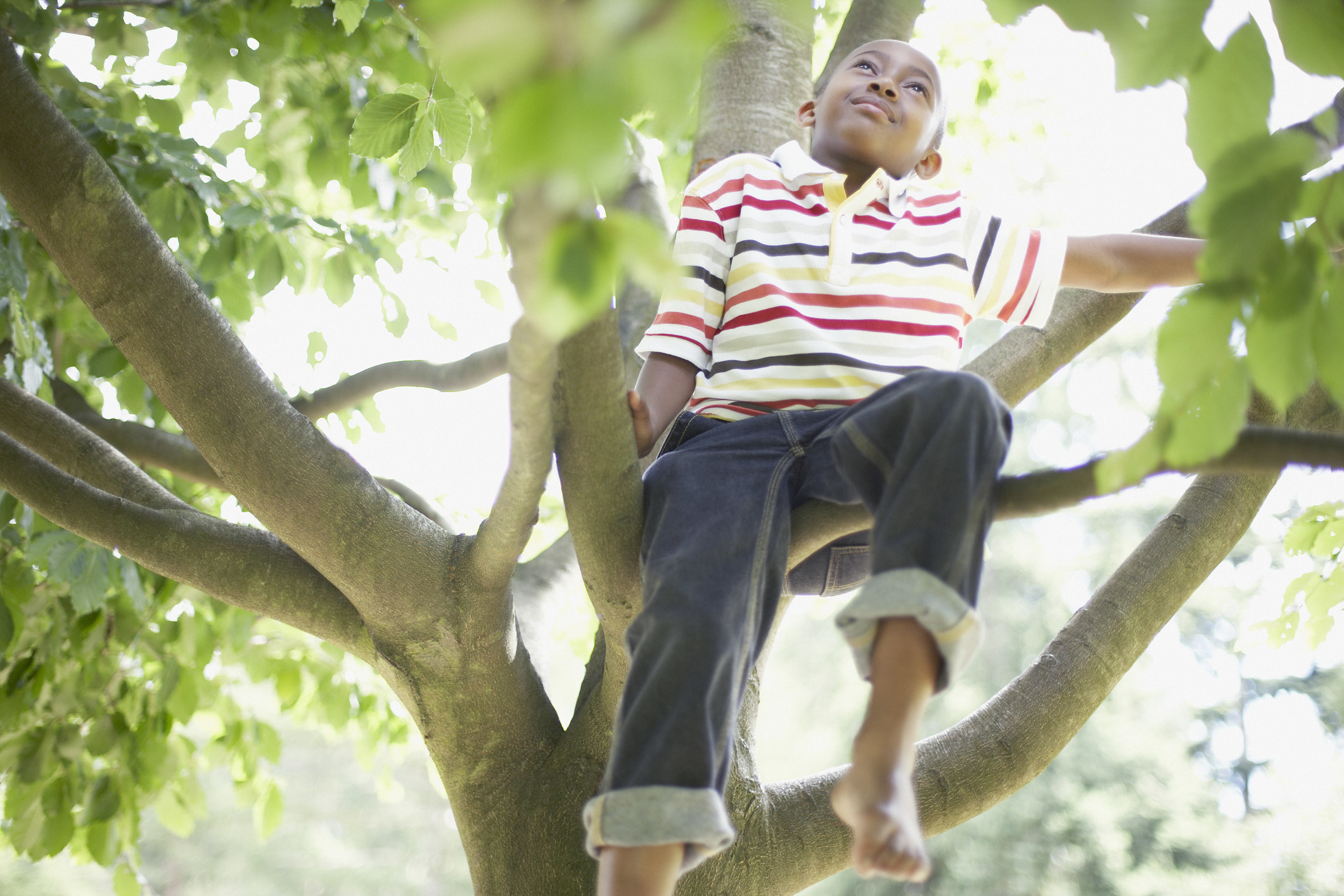 A little boy sitting in a tree