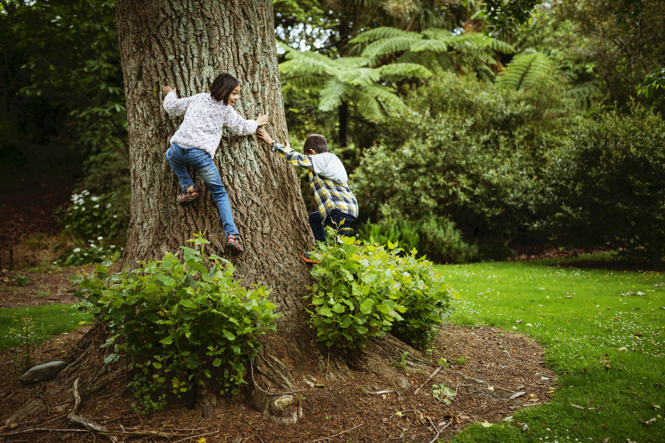 Little kids climbing a tree