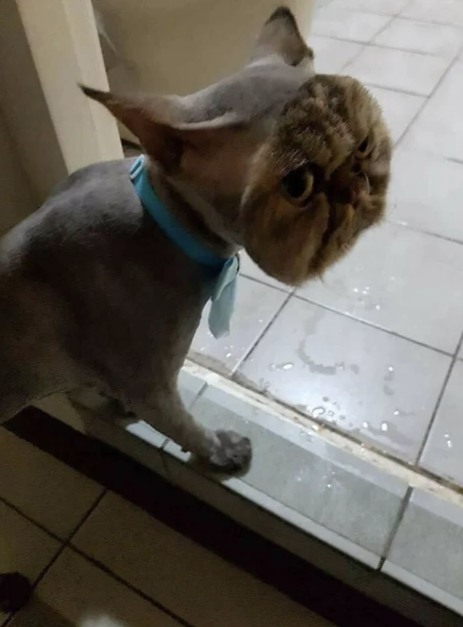 A cat with everything shaved off except their face