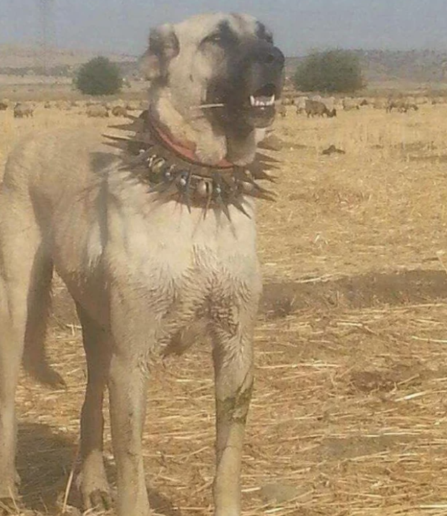 A spiky dog collar