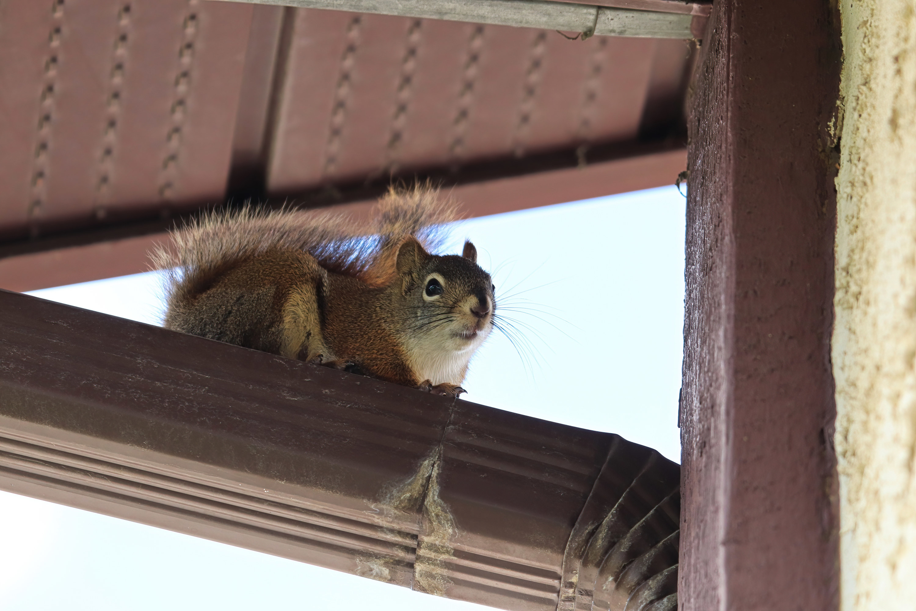 squirrel hanging out under the eaves of a house