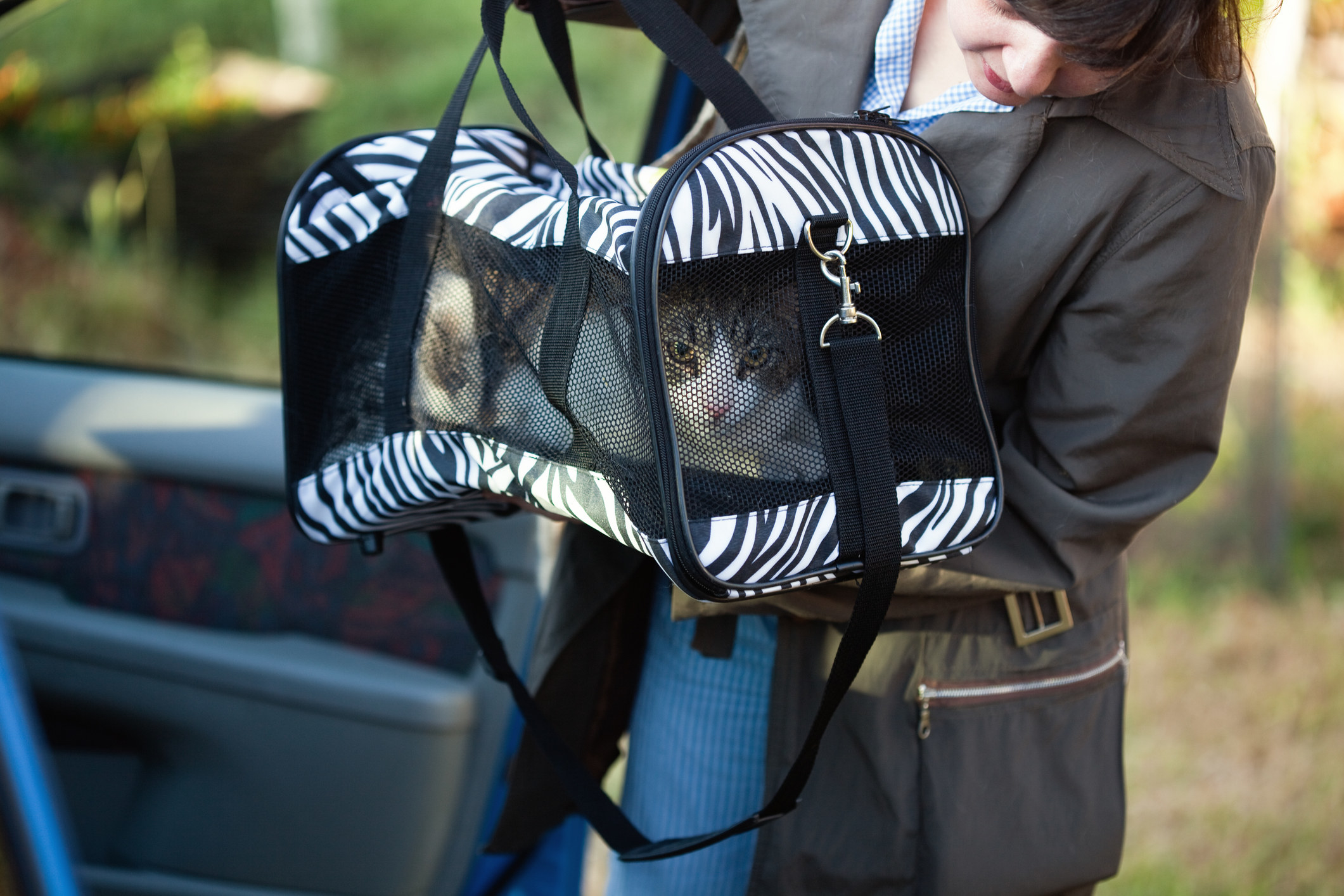 Cat in a carrier