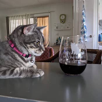 reviewer's cat sitting next to the wine glass