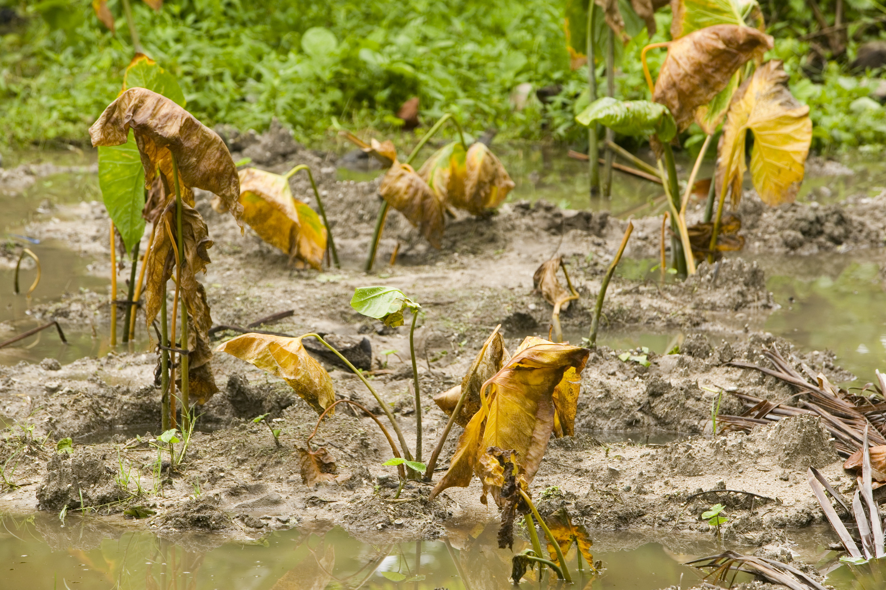 垂死的作物图瓦卢将土壤质量差