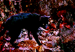 black cat in the film Hocus Pocus on fall leaves