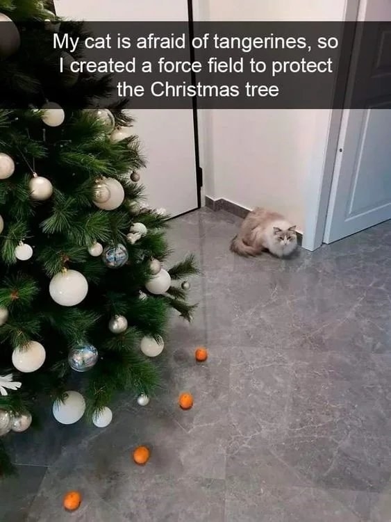 A cat staring at tangerines