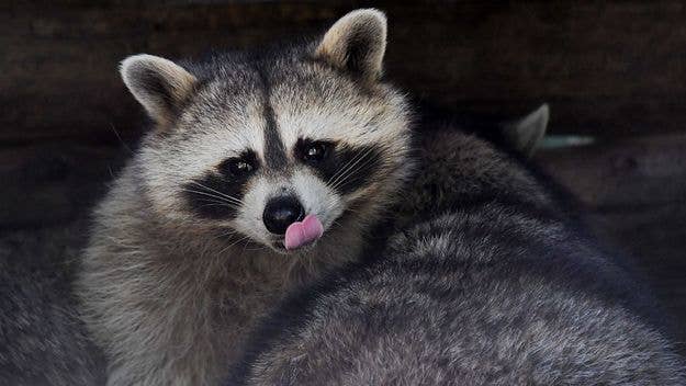 Toronto Animal Services have declared a distemper outbreak in raccoons in the Toronto area. Distemper is a serious and contagious disease found in wildlife.