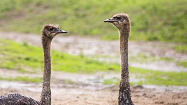 About 20 ostriches were on the loose in the Southern Alberta town of Taber on Thursday. Video circulated of an ostrich being struck by a police cruiser.