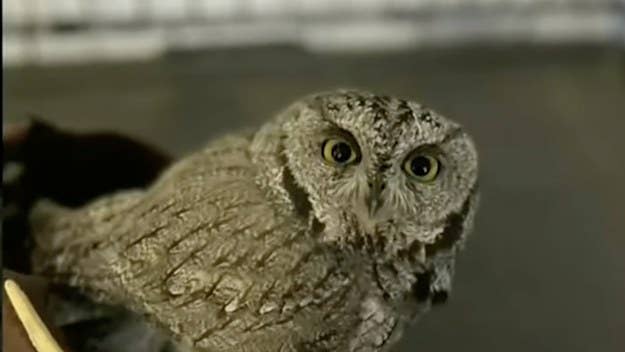 The Payton Police Department in Arizona found quite a surprise after pulling over a man on DUI charges this week, as they discovered a live owl riding shotgun.