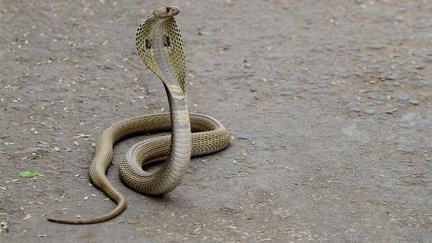 A venomous cobra met its demise after attacking an eight-year-old boy in India, who bit the wild snake to death after it wrapped itself around his hand.
