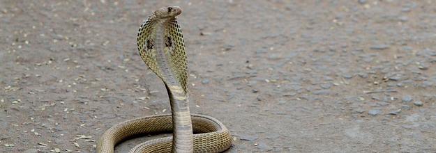 Poisonous Cobra Dies After Being Bitten by 8-Year-Old Boy