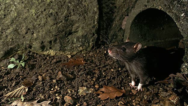 Chicago has earned the top spot on Orkin's "Top 50 Rattiest Cities" list for the eighth consecutive year. New York beat out Los Angeles for the No. 2 spot.