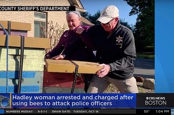 Bees unleashed in attack on deputies, Massachusetts sheriff says