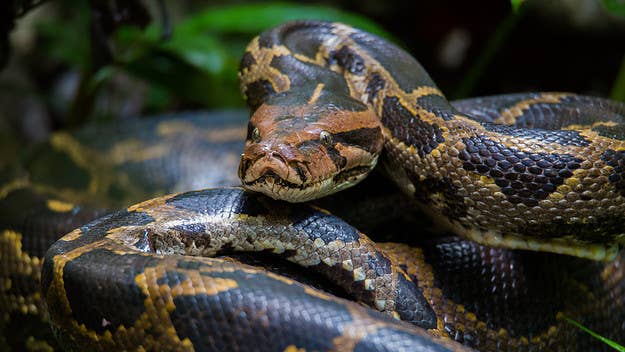 36-year-old Calvin Bautista could face up to 20 years behind bars for allegedly smuggling Burmese pythons over the U.S.-Canadian border in his pants.