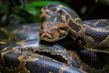 A portrait of a Burmese Python from Getty Images.