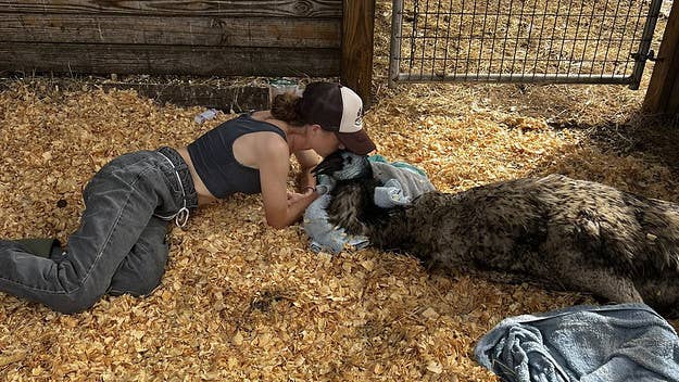 TikTok-famous emu Emmanuel is currently recovering from avian influenza, his caretaker Taylor Blake wrote in a series of tweets shared on Sunday.