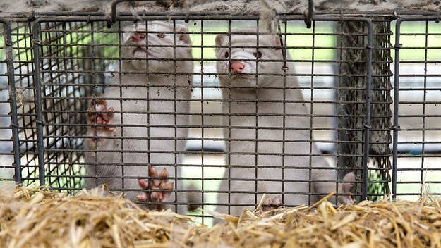 After the Denmark government ordered its country's 17 million mink to be culled, mink carcasses began surfacing from the ground due to gas bloating.