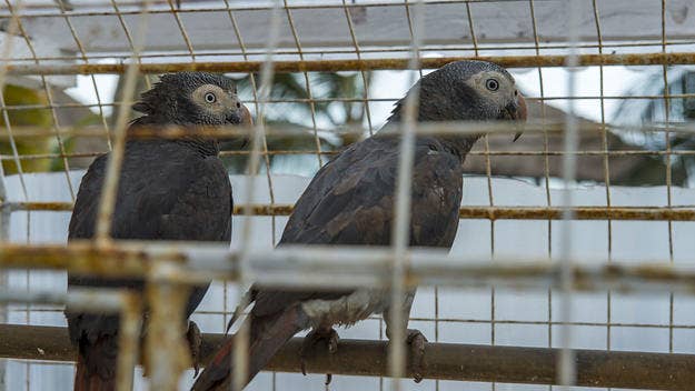 The UK's Lincolnshire Wildlife Park had to move five parrots from an exhibit because they wouldn't stop swearing when they were around each other.