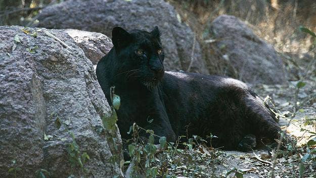 The 50-year-old man is said to have paid $150 to have a "full contact experience" with the black leopard at the owner's private sanctuary.