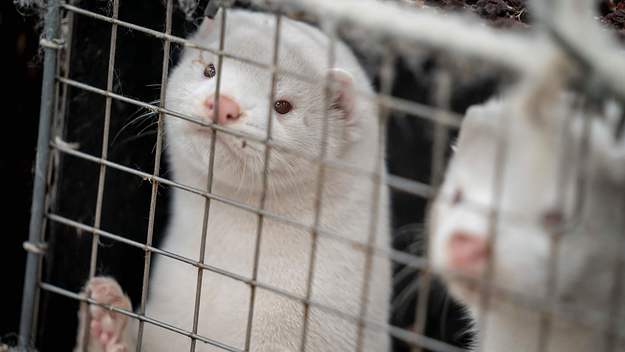 A mink farm in Oregon has become the site of a COVID-19 outbreak, with staff catching the virus. There have been outbreaks on farms In Utah and Michigan.