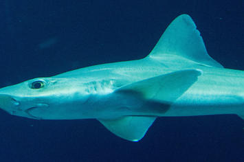 A smooth shark swims in the basin "Open Atlantic" of the Ozeaneum.