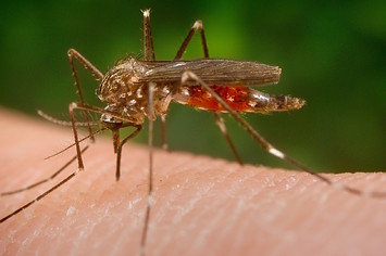 Aedes japonicus (Ochlerotatus japonicus) mosquito feeding on the human host.