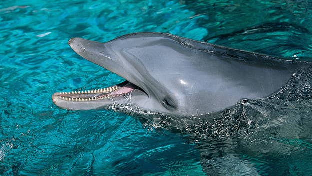 New satellite imagery suggests that North Korea might be training dolphins for a Naval Marine Mammal Program similar to America's own program.