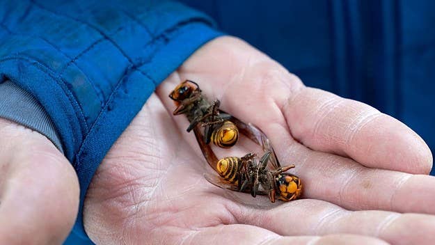 A nest of 500 murder hornets was uncovered and destroyed in Washington, but researchers fear that more nests may have already been established in North America.
