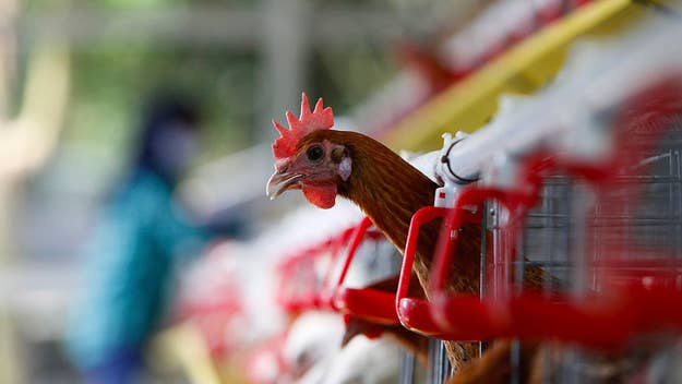 A police officer from the Northern Samar province in the Philippines was killed by a rooster during a raid to break-up illegal cockfights.  