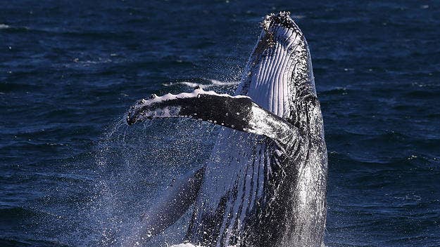 After possibly taking a wrong turn, a humpback whale appears to be stranded in an Australian river that happens to be infested with crocodiles.