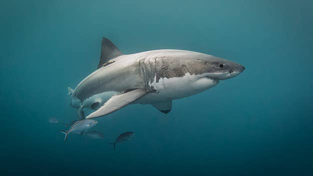 NBC News reports that on Saturday, an unidentified 15-year-old boy was mauled by a shark off the Australian coast.