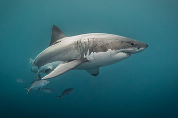 shark australia