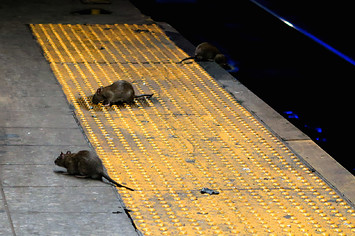 Three rats scavenge for food on the subway platform at Herald Square
