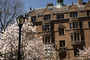 Trees bloom on the campus of Yale University.