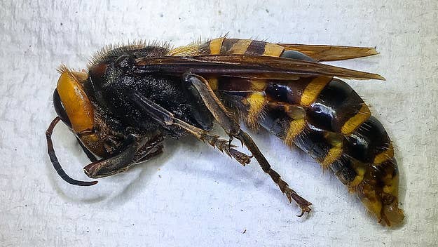 Following the news earlier this year that massive "murder hornets" had been spotted in the U.S., one has been captured in the state of Washington. 