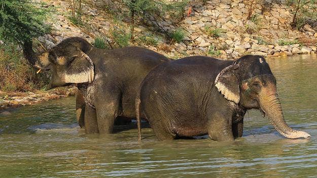 Hundreds of elephants in Botswana have been found dead since the beginning of May, and conservationists can't seem to figure out what is causing them to perish.