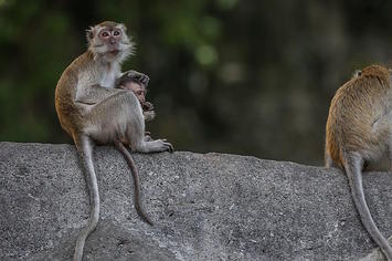 Monkeys, living in Batu Caves